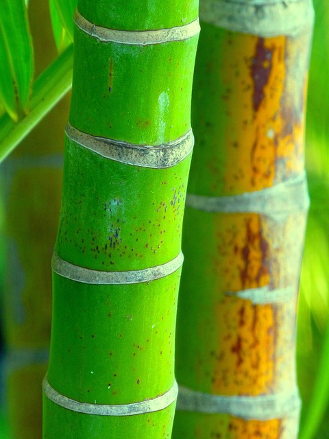 Bambú, Naturaleza, Porcelana