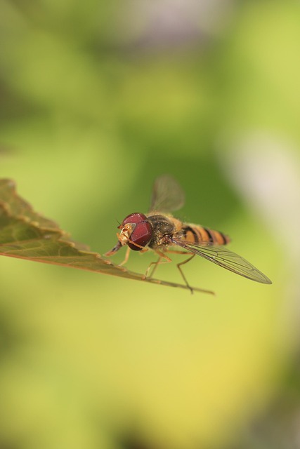 Insecto, Naturaleza, Avispa, El Verano