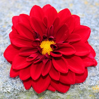 Dalie Roșie, Floare, Dahlia Garden
