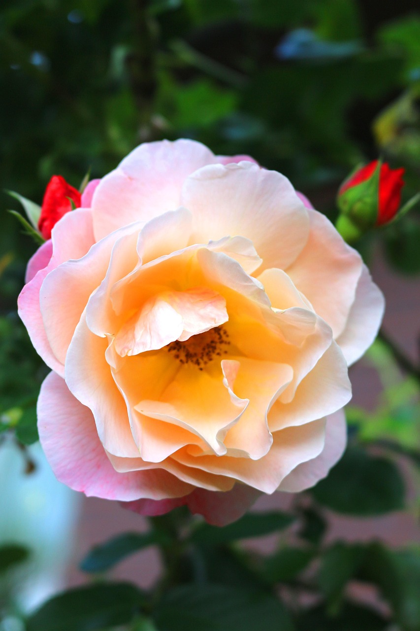 Ruusu Ruusun Kukka Pinkki Ilmainen Valokuva Pixabayssa Pixabay Ruusu Ruusun Kukka Pinkki Ilmainen Valokuva Pixabayssa Pixabay