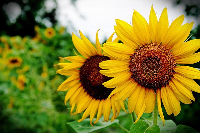 Free Sunflower Flower photo and picture