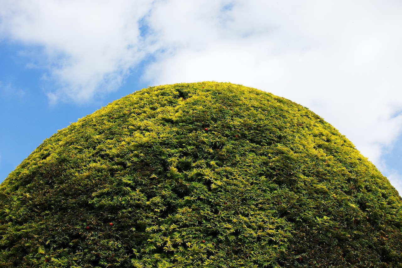 Hedge - free online jigsaw puzzle photo