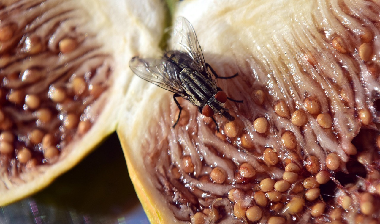 fig, cut open, fruit, halved, ficus, real coward, healthy, vitamins, food, ripe, seeds, cute, fly, fly on a fig, close up, looking for, wolf down, insect