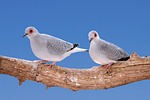 mourning doves diamond, turtledoves, birds
