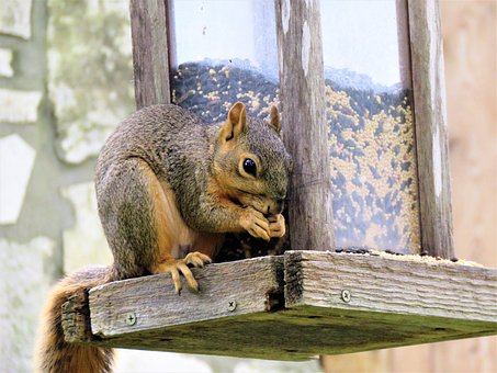 Squirrel, Wildlife, Brown