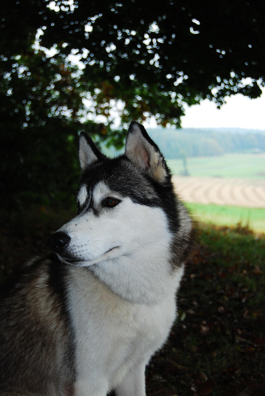 Rauque Rauque Chien La Nature De - Photo gratuite sur Pixabay - Pixabay