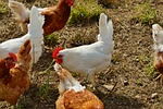 chicken, hen, poultry
