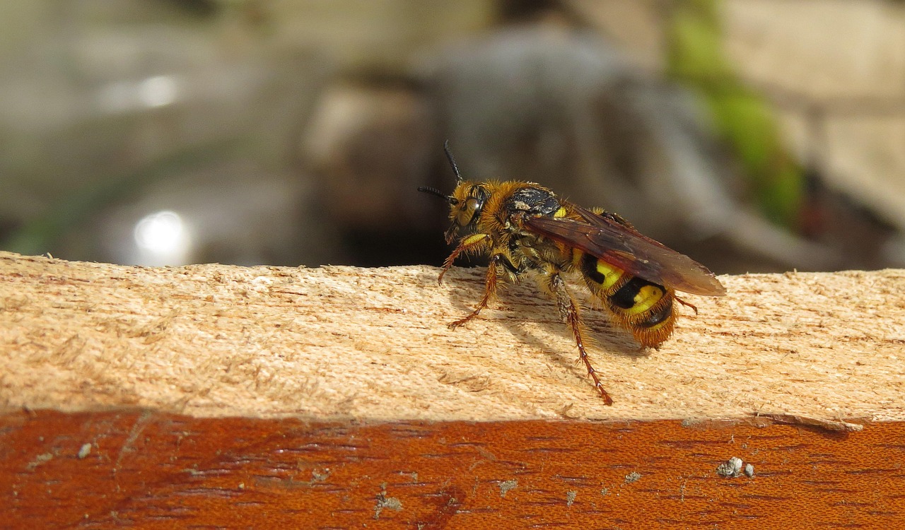 Insect Yellow Jacket Nature - Free photo on Pixabay - Pixabay