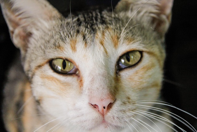 Free Cat Thai photo and picture