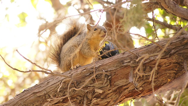 Free Squirrel Eating photo and picture