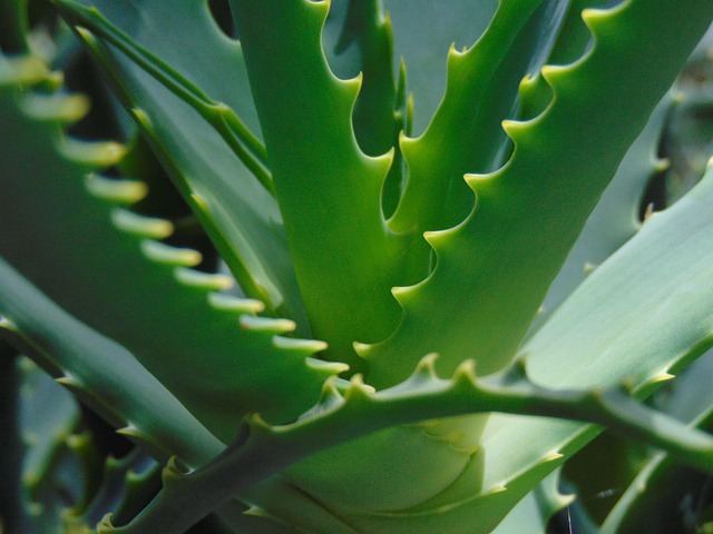 Plant, Groente, Natuur