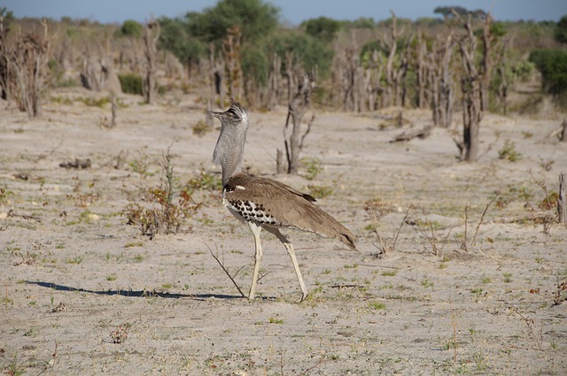 Free Botswana Kalahari photo and picture
