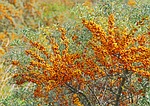 sea buckthorn, berries, infructescence