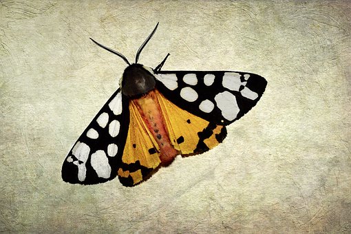 Free Butterfly Night Butterfly photo and picture