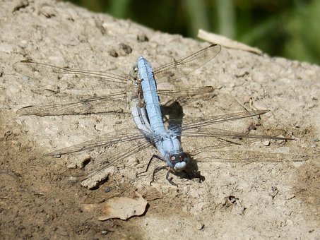 Blue Dragonfly, Couple, Mating
