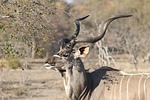 africa, safari, kudu