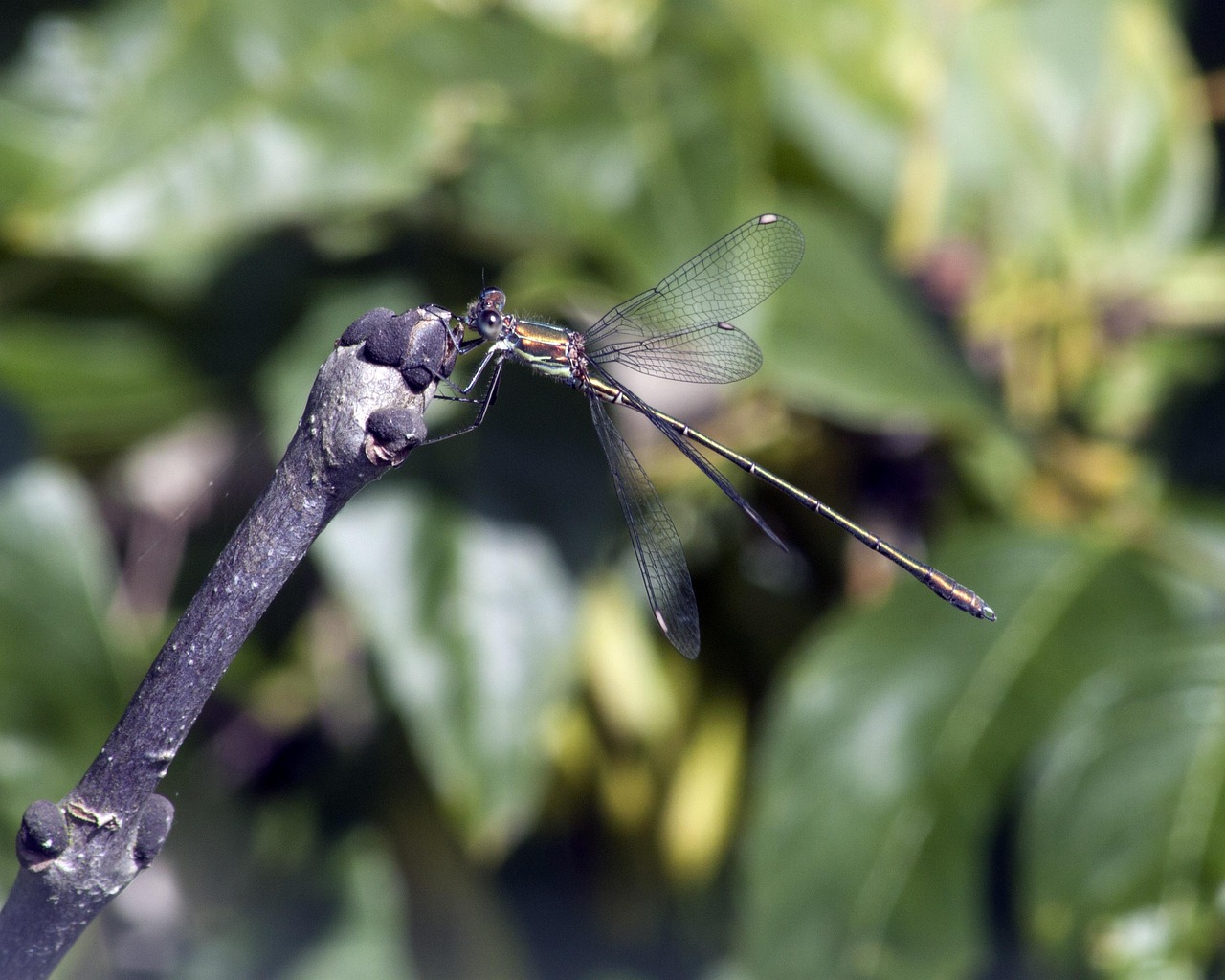 Caballito Del Diablo Alas Fauna - Foto gratis en Pixabay
