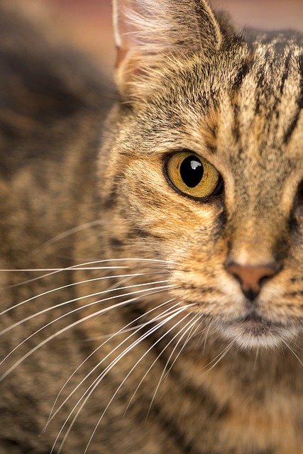 Free Domestic Cat Close-Up Close-Up photo and picture