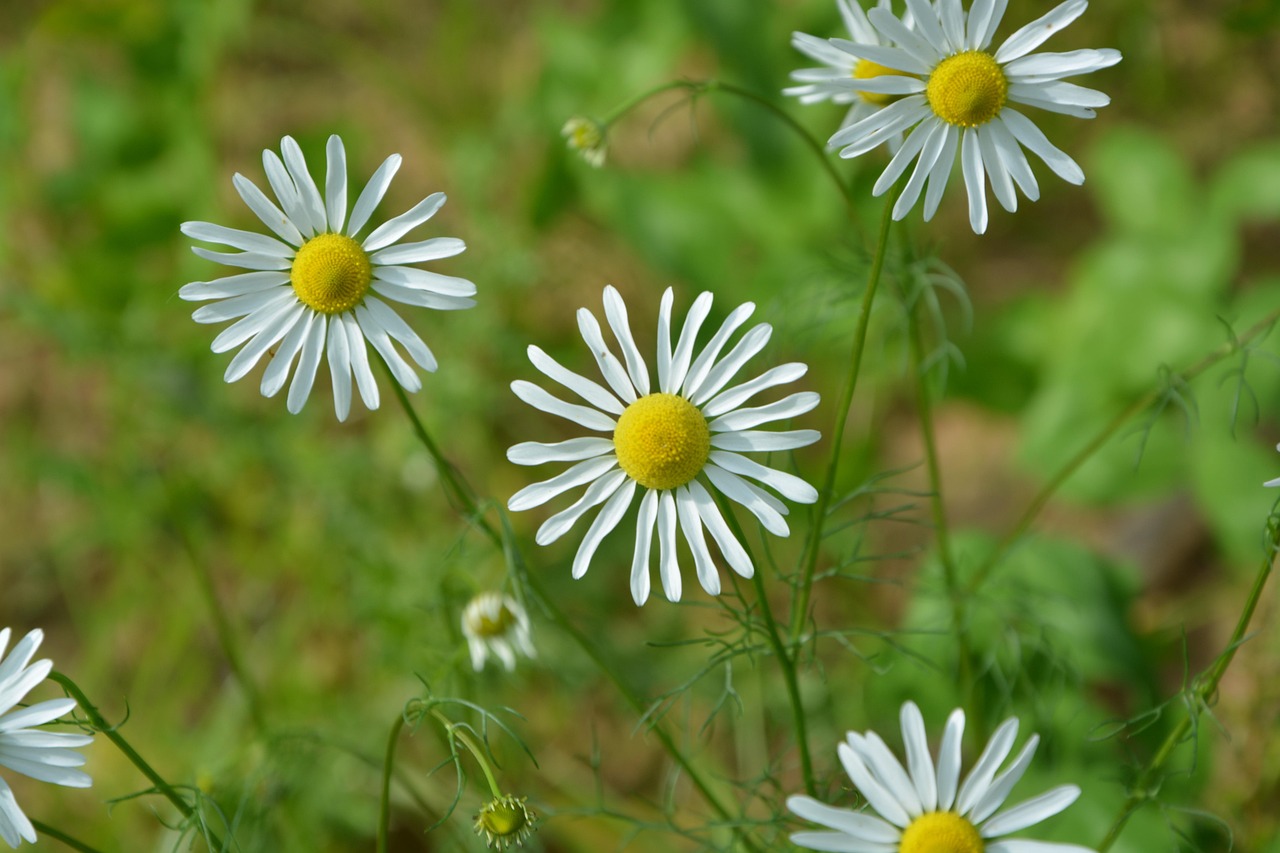 데이지 흰 꽃 정원 - Pixabay의 무료 사진 - Pixabay