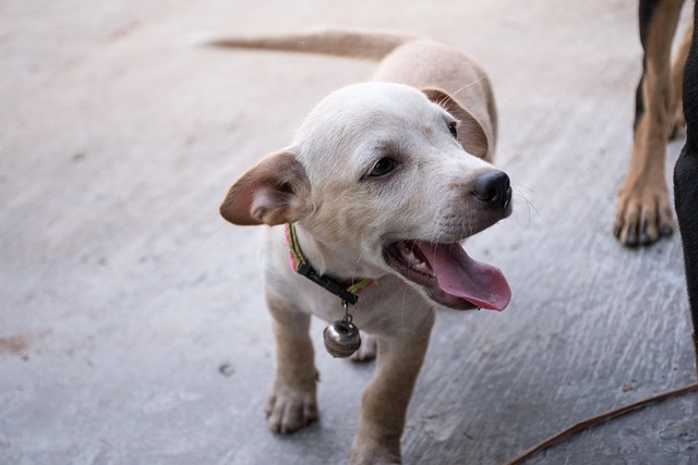 Free Puppy Dog photo and picture