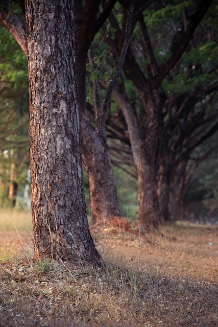 Free Tree Sky Background photo and picture
