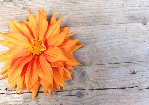 Dahlia Luminoase, Tapet Mac, Floare Mare