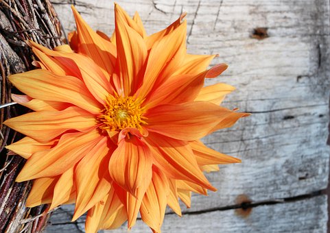 Dahlia Luminoase, Fundal Liber