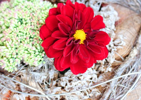 Dahlia Luminoase, Floare Mare, Roșu