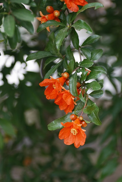 Free Pomegranate Flower Red photo and picture