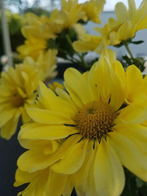 Natur, Blomstre, Gul