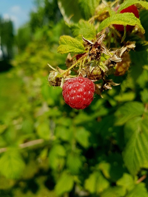 Hindbær, Rød, Natur, Måltid