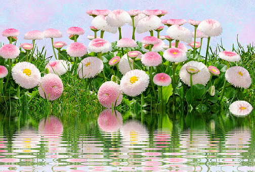 700以上の無料ライトピンク ピンク画像 Pixabay