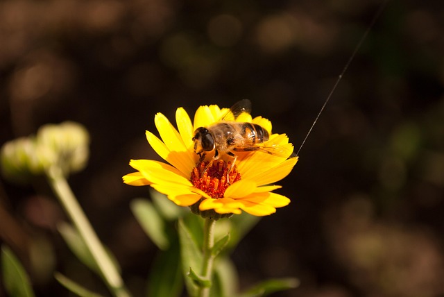 Free Macro Beautiful Flowers photo and picture