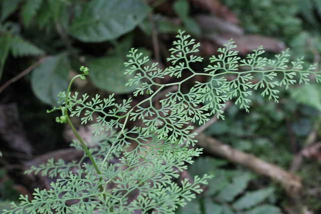 Farn, Wald, Grün, Brown, Neuseeland