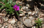 portulaca pilosa, kiss me quick, chisme