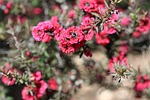 pink pearl manuka tea tree, leptospermum scoparium, pink