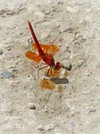 red dragonfly, trithemis kirbyi, pipe gilded