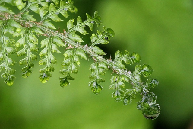 Free Fern Raindrop photo and picture