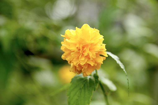 Free Flower Yellow photo and picture