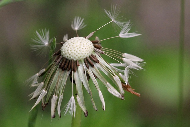 Free Dandelion Wet photo and picture