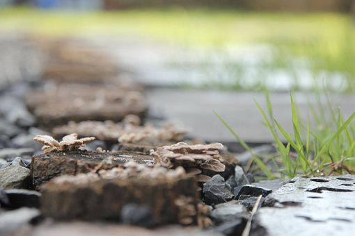 Free Fungus Nature photo and picture