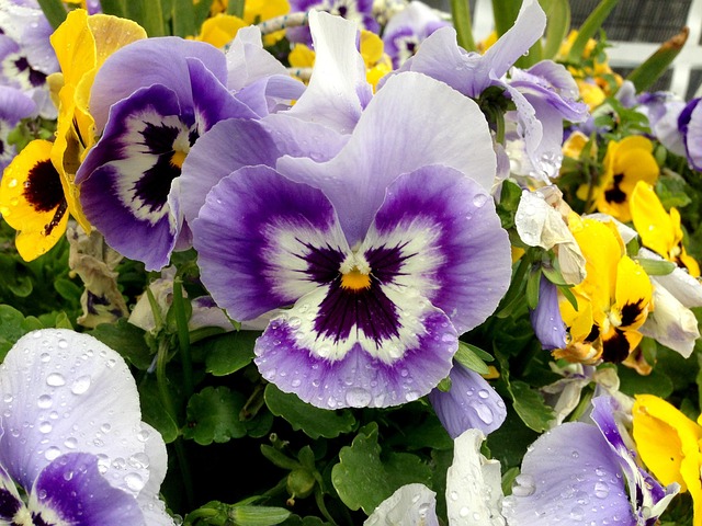Free Pansy Beautiful Flowers photo and picture