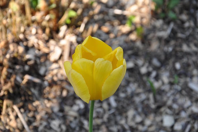 Free Tulip Flower Wallpaper photo and picture