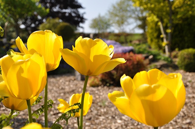Free Tulip Flower Background photo and picture