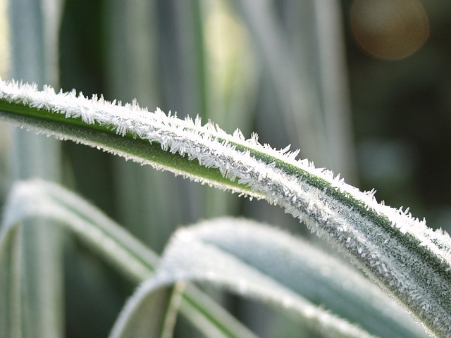 Free Grass Ripe photo and picture