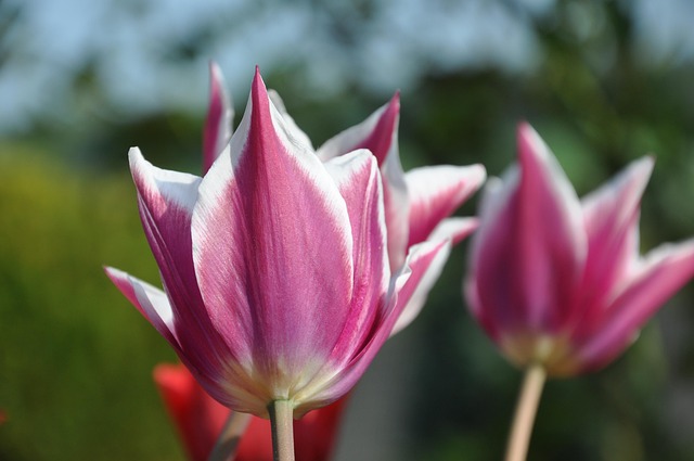 Free Tulip Purple photo and picture