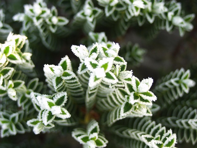 Free Ripe Plant photo and picture