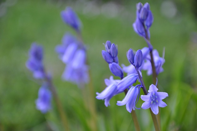 Free Purple Flower photo and picture