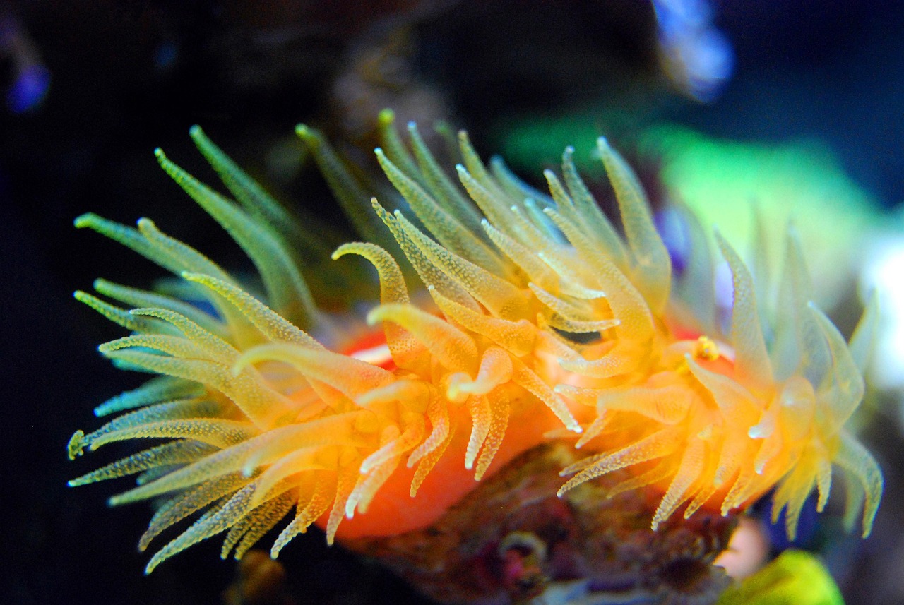 Coral - free online jigsaw puzzle photo