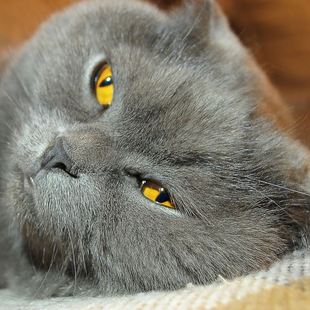 Free Cat Sight photo and picture